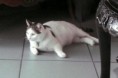 /album/photos-de-mon-chat/tomy-2-jpg1/
